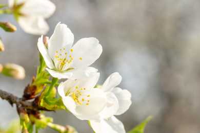 湖北武汉东湖磨山樱花园的白色樱花