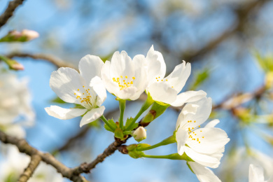 湖北武汉东湖磨山樱花园的白色樱花