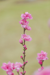 春天里盛开的粉色碧桃花特写