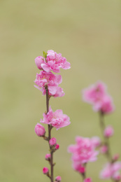 春天里盛开的粉色碧桃花特写