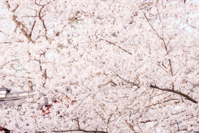 武汉东湖磨山樱园樱花