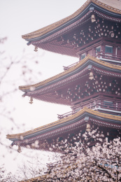 武汉东湖磨山樱园樱花