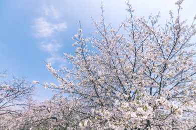 武汉东湖樱园