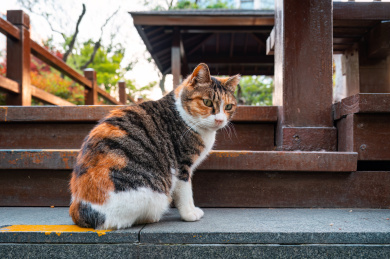 公园台阶上的一只三花猫