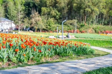 长沙园林生态园春季盛开的郁金香 