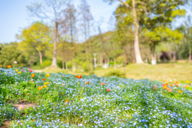 长沙园林生态园喜林草花园