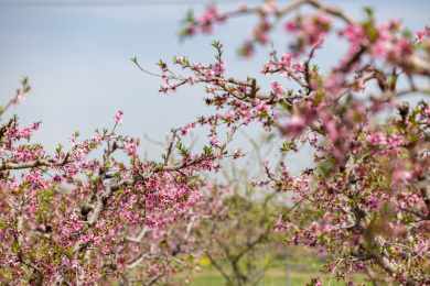 江苏省无锡市阳山镇桃花桃园乡村风光