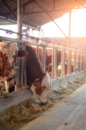 肉牛养殖场里的牛
