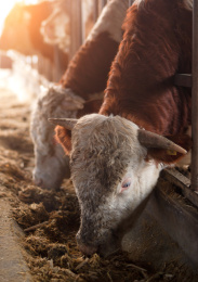 肉牛养殖场里的牛