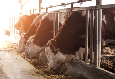 肉牛养殖场里的牛