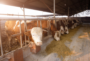 牛圈里正在吃草料的肉牛