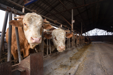 养殖场里的肉牛特写