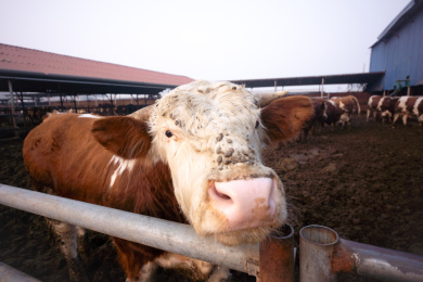 养殖场里的肉牛特写