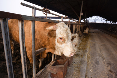 养殖场里的肉牛特写