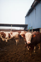 养殖场里饲养的肉牛
