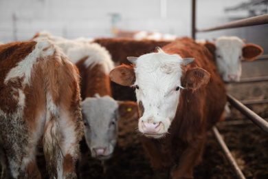 养殖场里饲养的牛