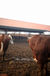养殖场里饲养的肉牛