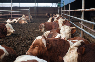 牛圈里卧着的牛