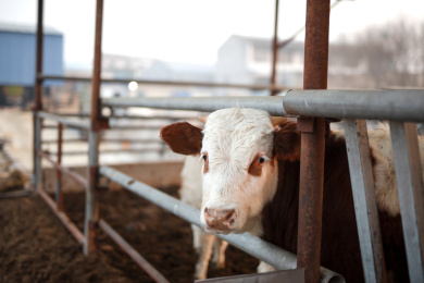 养殖场里饲养的牛
