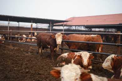 养殖场里饲养的牛