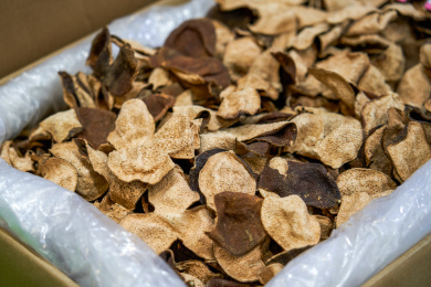 一罐陈年的精品陈皮特写
