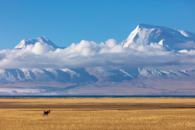 中国西藏阿里纳木那尼峰前面的藏野驴