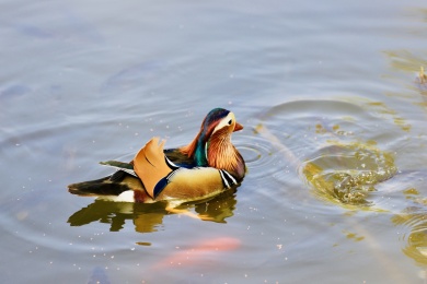 春色萌动玉渊潭湖面“水上精灵”生气勃勃