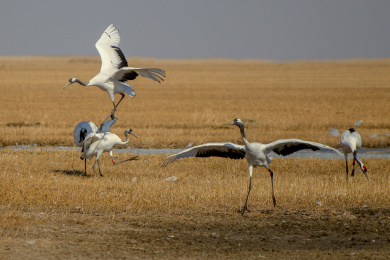 春季扎龙湿地迎来丹顶鹤漫舞飞翔