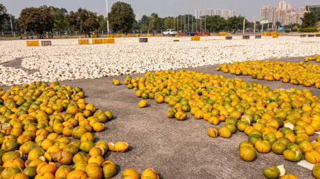 广东新会大红收获季陈皮大晒场