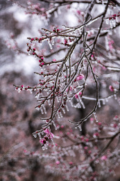 冻雨中的梅花