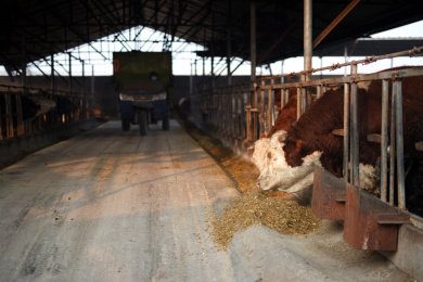 养牛工人开三轮车给牛投喂饲料