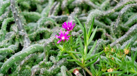 多肉植物初鹰泥鳅掌