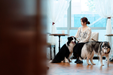 主人和狗狗在室内