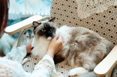 主人正在抚摸布偶猫