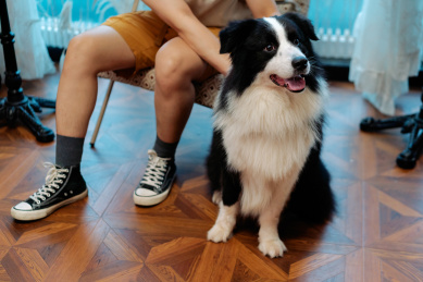 主人和狗狗在室内
