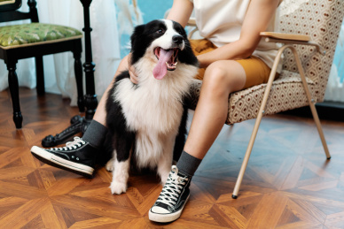 主人和狗狗在室内