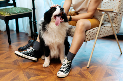 主人正在抚摸狗狗的头