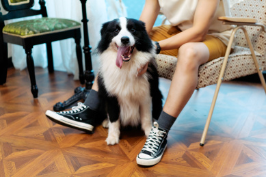 主人和狗狗在室内