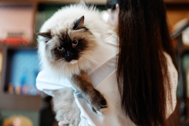 主人抱着布偶猫