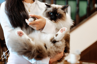 主人抱着布偶猫