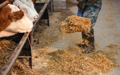 把饲料喂给小牛