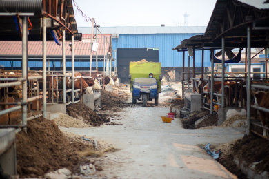 驾驶三轮车给牛投喂饲料