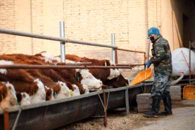 养牛工人正在给小牛喂饲料