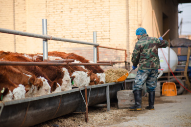 养牛工人正在给小牛喂饲料