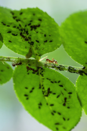 花椒树上的蚂蚁和病虫害蚜虫