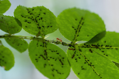 花椒树上的蚂蚁和病虫害蚜虫