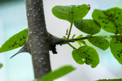花椒树上的蚂蚁和病虫害蚜虫