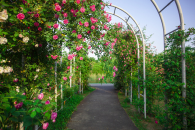 无锡玫瑰园风景区景观