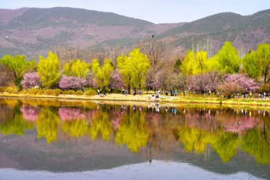 北京：国家植物园春花繁茂美如油画