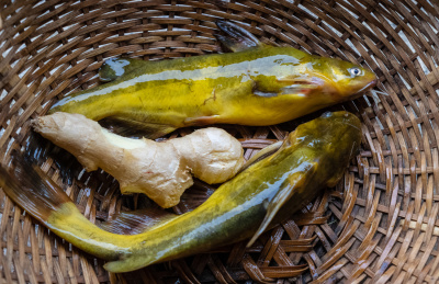 篮子里的黄辣丁